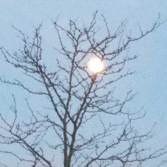 Meet your Posher, Sharon - Picture 1 of 1